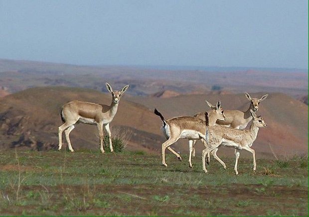 آهوی میشداغ