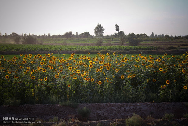 گل های آفتاب گردان