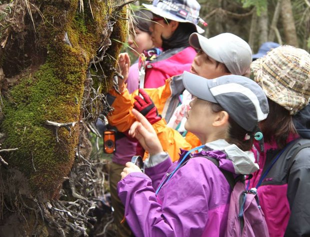 moss-viewing-Japan.jpg