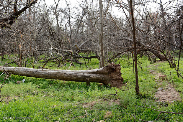 خشکسالی باغات شهر محلات