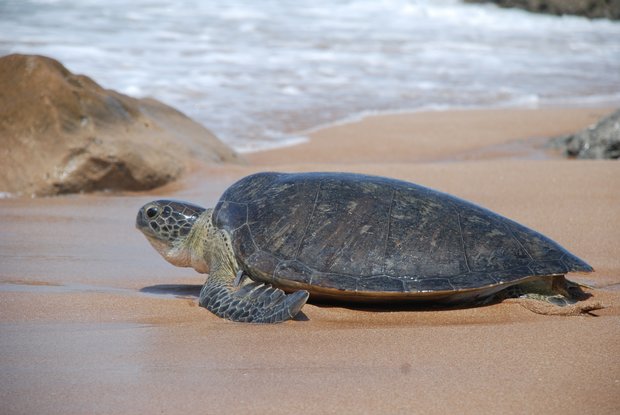 لاکپشت های سبز دریایی چابهار