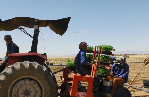 کشت نشایی