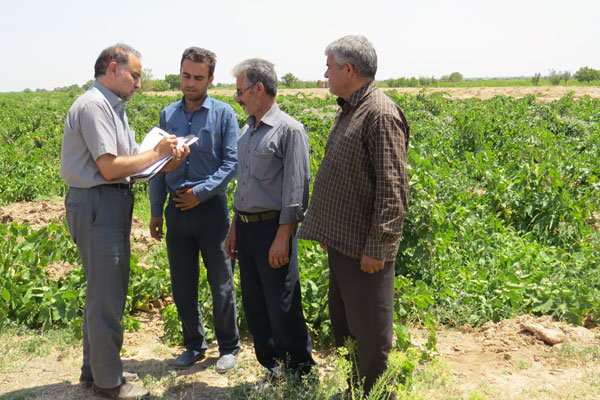 کشمش قزوین