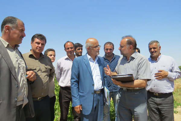 کشمش قزوین