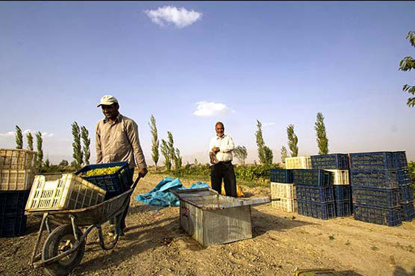 کشمش قزوین