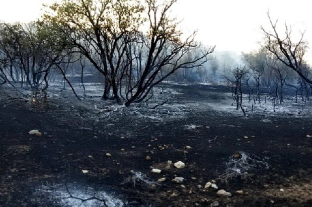 کراپ‌شده - آتش سوزی جنگلهای لرستان