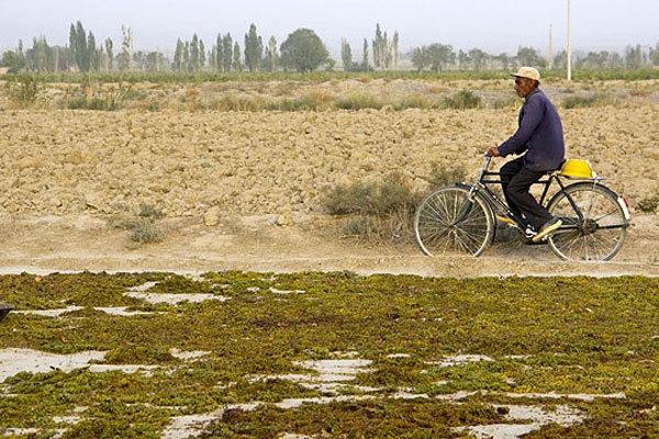 کشمش قزوین