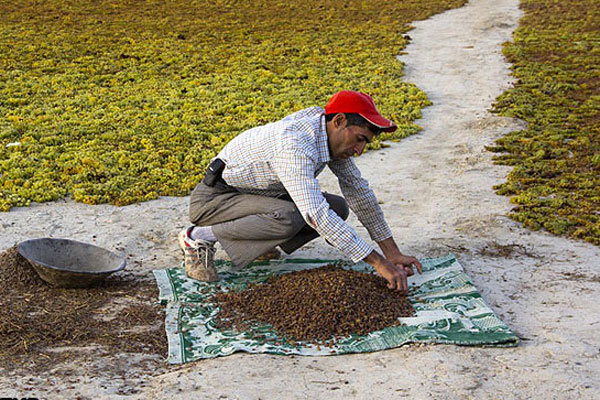 کشمش قزوین
