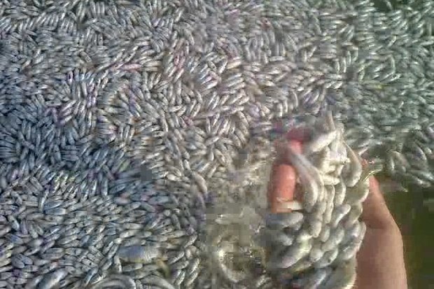 بیماری ویروسی علت مرگ ماهی‌های ساردین نیست/گرمای هواتاثیرگذار است