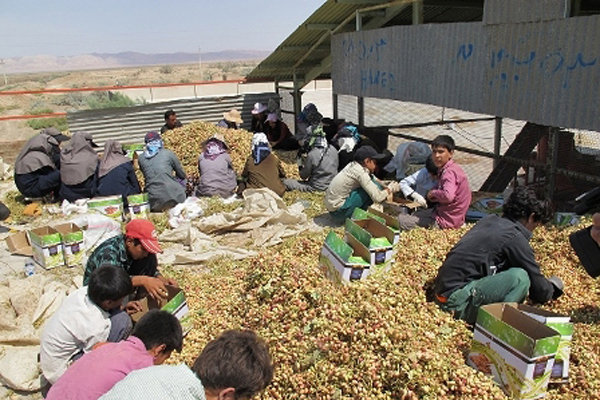 پسته کراپ شده