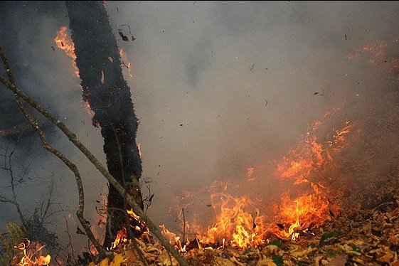 کراپ‌شده - آتشسوزی جنگل6