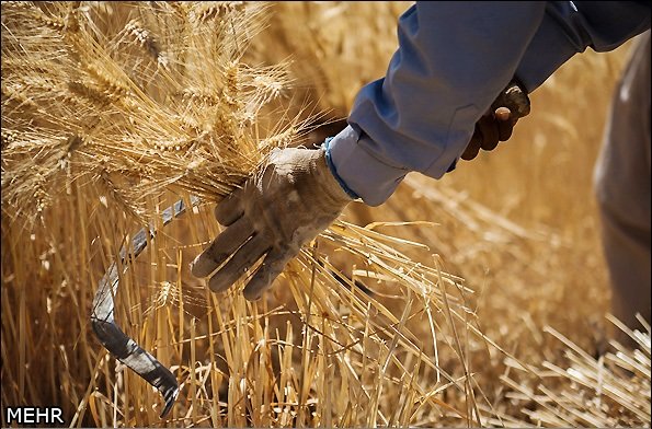 پیش بینی تحقق تولید ۱۱۷ هزار تن گندم در استان سمنان