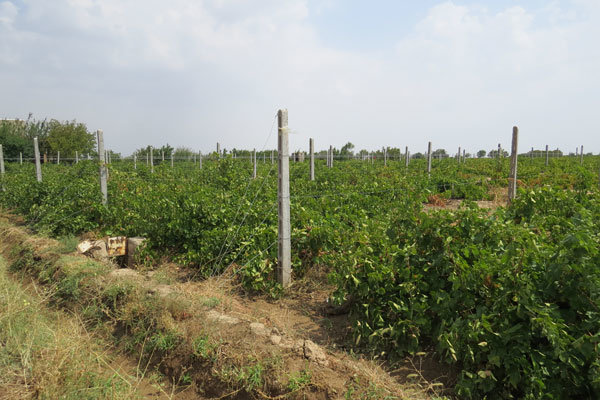 انگور قزوین