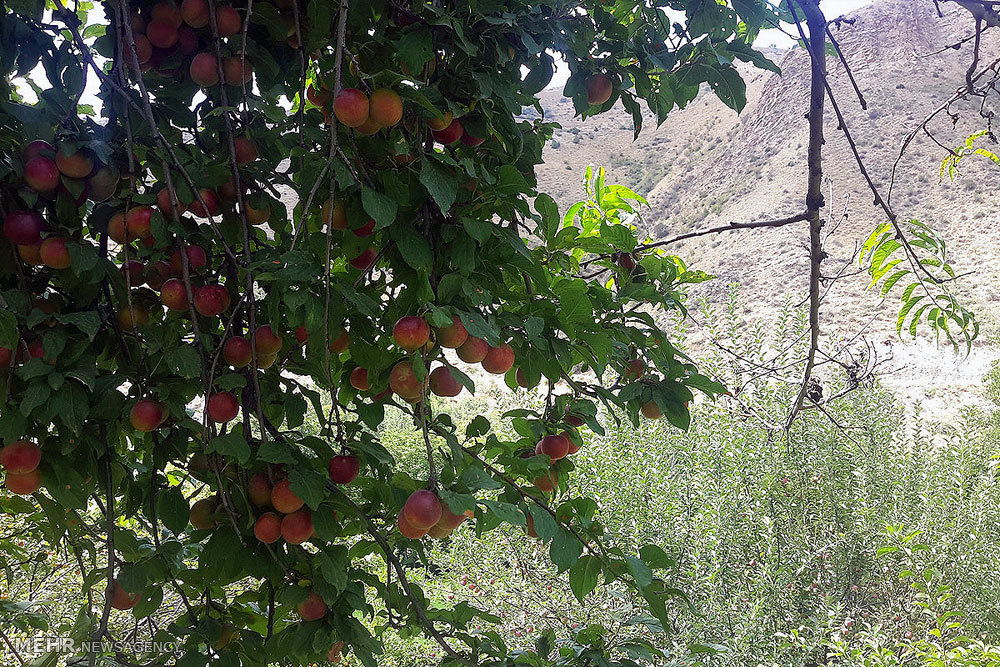 http://media.mehrnews.com/d/2015/09/06/4/1821708.jpg