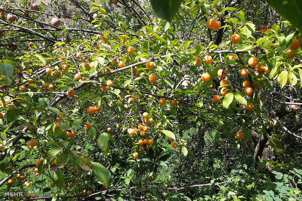 http://media.mehrnews.com/d/2015/09/06/4/1821709.jpg