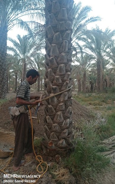 نخلستان برداشت خرما استان بوشهر