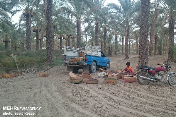 نخلستان برداشت خرما استان بوشهر