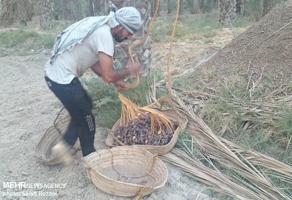 ثروتی که خام فروشی میشود / کام نخلداران از شیرینی خرما بیبهره است 4 پایگاه خبری ججین پایگاه خبر ججین