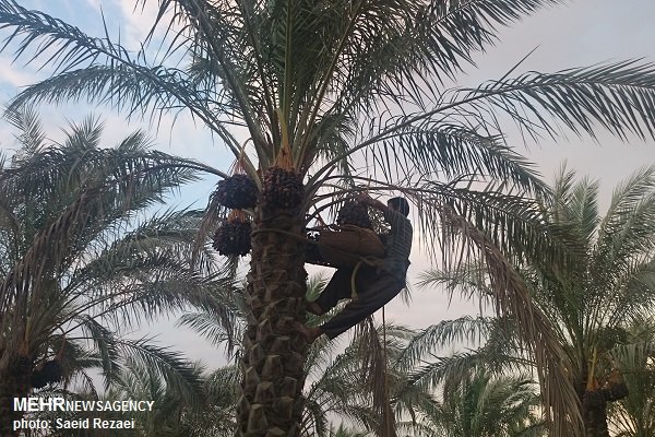 تکرار قصه تلخ خرما؛ نخلداران نا امید و دلالان پولدار 4 پایگاه خبری ججین پایگاه خبر ججین