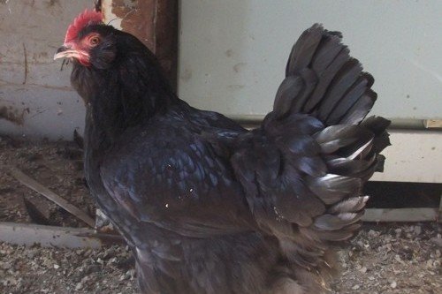 صادرات ماهیانه مرغ به ۶ هزار تن رسید/ ۲۵ هزار تن مازاد تولید