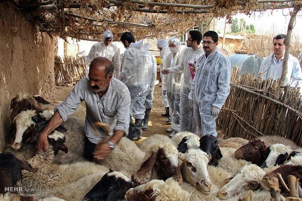 احياء دامداری ، رشد زندگی روستايی