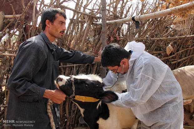 احياء دامداری ، رشد زندگی روستايی