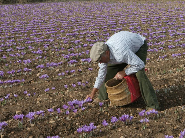 زعفران زنجان