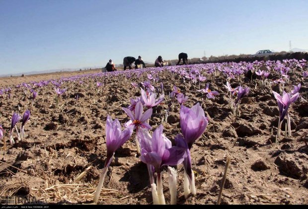 زعفران زنجان