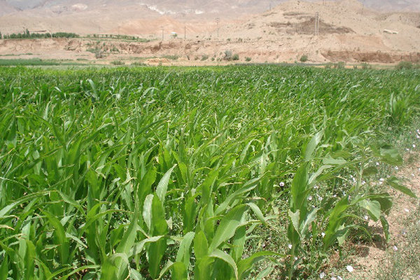 ذرت علوفه ای کراپ