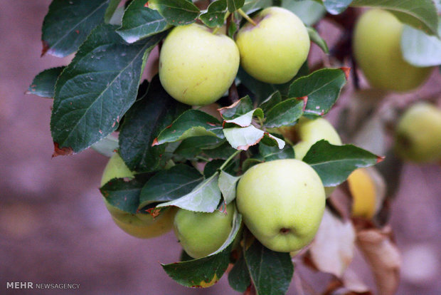هجوم آفت کرم ساقه خوار به باغات سیب شهرستان اشتهارد