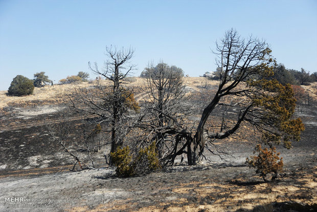 آتش سوزی در پارک ملی گلستان