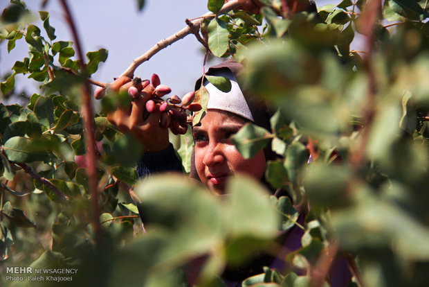 کودکان کار در باغات پسته سیرجان