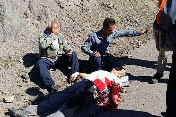 مرد روستایی از حمله خرس در منطقه الموت قزوین جان سالم به در برد