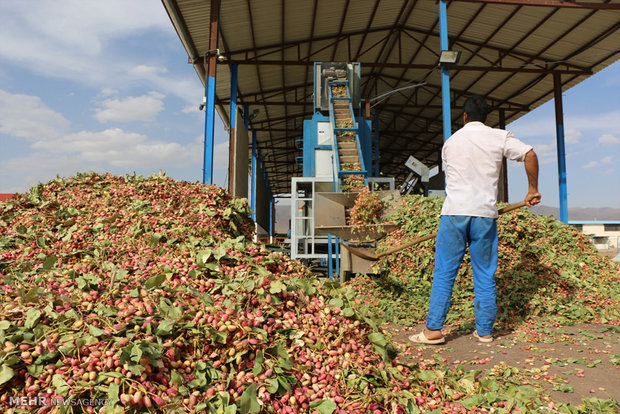 سارقان در کمین باغ های پسته هستند . سارقان در کمین باغ های پسته هستند .