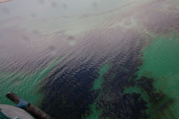 حمایت از تحقیقات مرتبط با رفع آلودگی‌های نفتی دریا