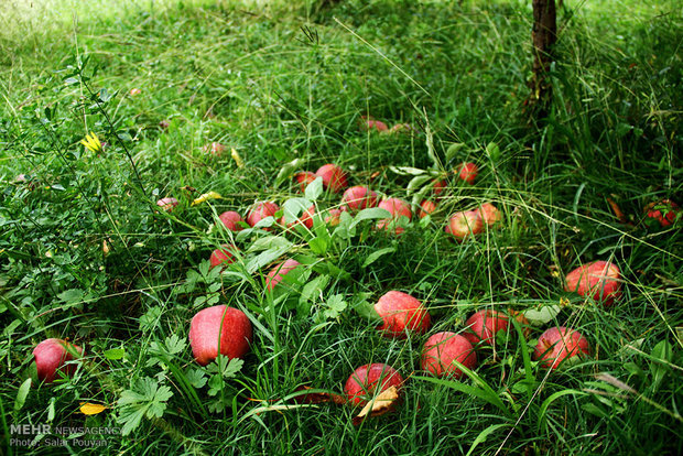 خسارت شدید تگرگ به باغهای سیب و باغداران