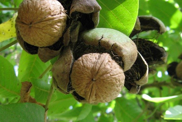 مصرف گردو به کاهش وزن کمک می کند گردو