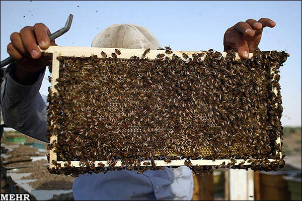 تولید۳۲تن عسل درورامین/کشورهای عربی مشتری داروی شفابخش ورامینی ها