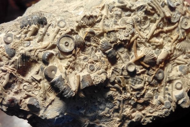 کراپشده - فسیل