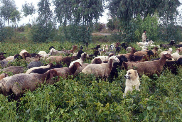 سویا گلستان را دام خورد