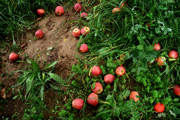 تولید ۳.۵ میلیون تن سیب در کشور/ لزوم حمایت دولت از صادرکنندگان