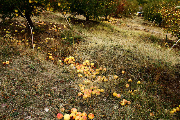 خسارت تگرگ به باغات سیب میانه در آذربایجان شرقی