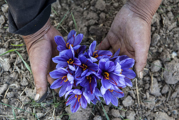 برداشت زعفران در منطقه زاوه  تربت حیدریه