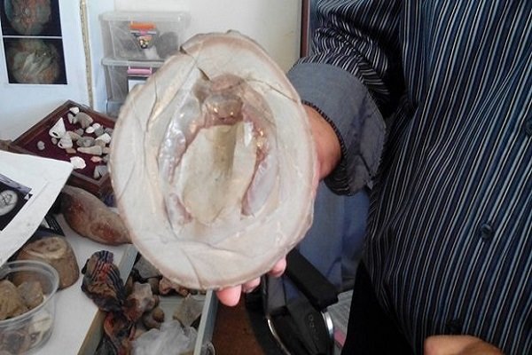 فسیلهای کرمان ساماندهی میشود کراپشده - فسیل