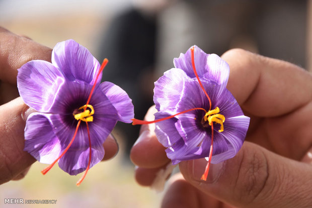 برداشت زعفران در شهرضا