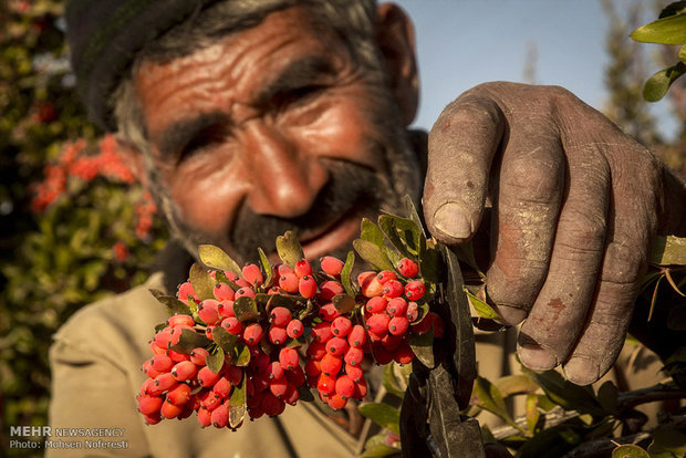 مشکلات کشاورزان در قطب تولید زرشک ایران/یاقوت سرخ کویر رخ می بازد
