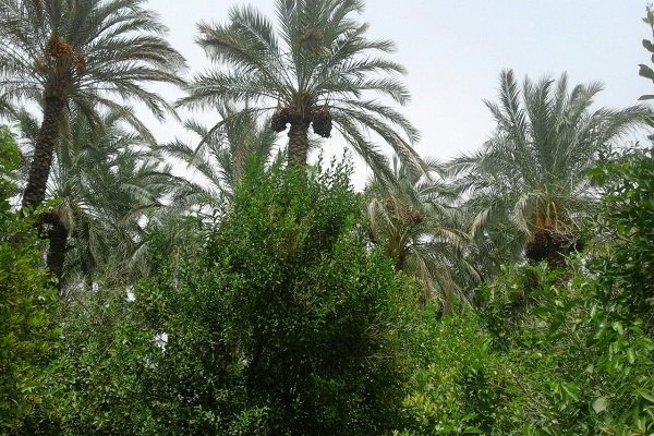 خرما
