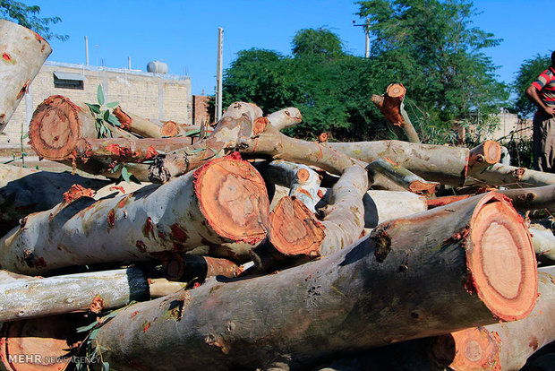 توضیح روابط عمومی مجموعه ورزشی آزادی در مورد قطع درختان