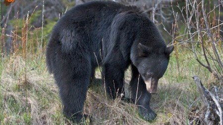 کراپ‌شده - خرس سیاه آسیایی