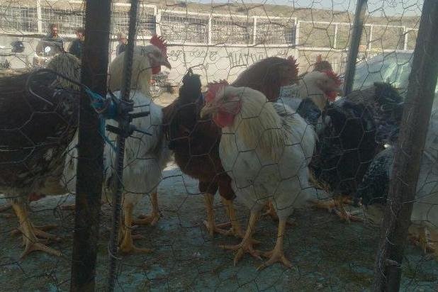 هشدار آنفلوانزای مرغی؛ شکار پرندگان وحشی تا اطلاع ثانوی ممنوع